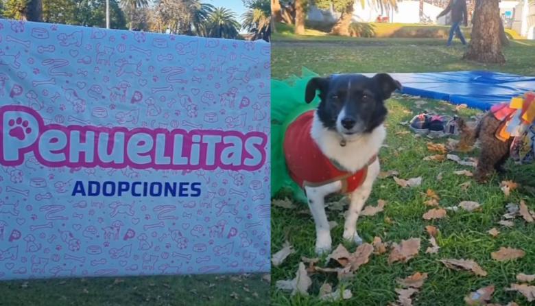 Pehuellitas festejó el Día del Animal con un festival de actividades y adopciones responsables