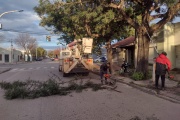 Avanza la poda municipal dentro de las 4 avenidas