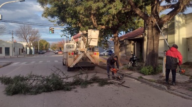 Avanza la poda municipal dentro de las 4 avenidas