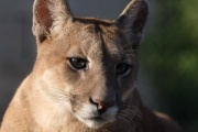 Puma, el gigante que volvió a expandirse por la provincia