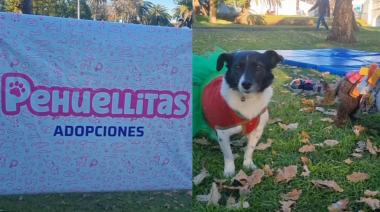 Pehuellitas festejó el Día del Animal con un festival de actividades y adopciones responsables