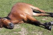 Caso sospechoso de encefalomielitis en Pehuajó: el veterinario que atendió el caballo aseguró que "es importante prevenir el contagio y la forma más eficiente es con repelentes"