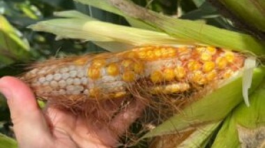 Carlos Tejedor, seriamente afectado por los daños causados por la “chicharrita” en el maíz