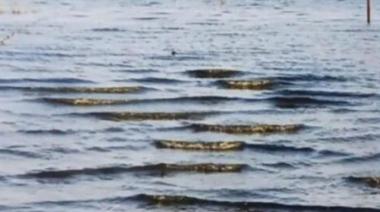 La Laguna El Hinojo chico está en alerta por cianobacterias: sugerencias preventivas para pescadores y turistas