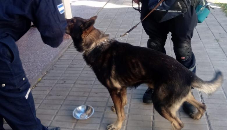 Perros de Pehuajó, 30 de Agosto y Carhué participaron en la búsqueda de paradero en Trenque Lauquen