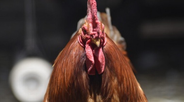 Sigue prohibida la realización de ferias de aves por la gripe aviar