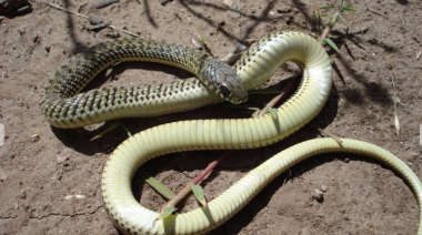 Serpientes bonaerenses: colores y peligro al ras del suelo
