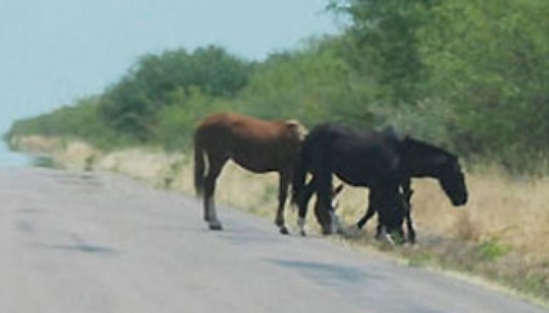 Animales sueltos en las rutas: recomendaciones para evitar siniestros viales