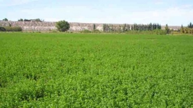 ¿De qué se trata el fertilizante biológico que podría mejorar la productividad de la alfalfa?